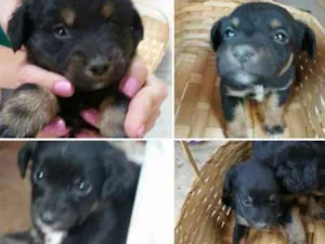 Cachorro raça Sem raça definida idade Abaixo de 2 meses nome Sem Nome