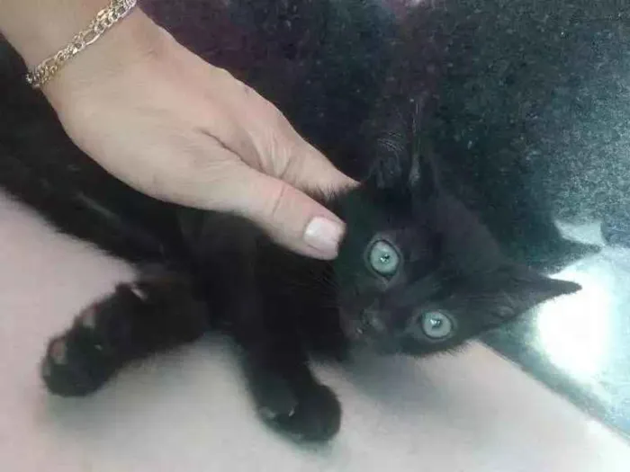 Gato ra a  idade Abaixo de 2 meses nome Não tem