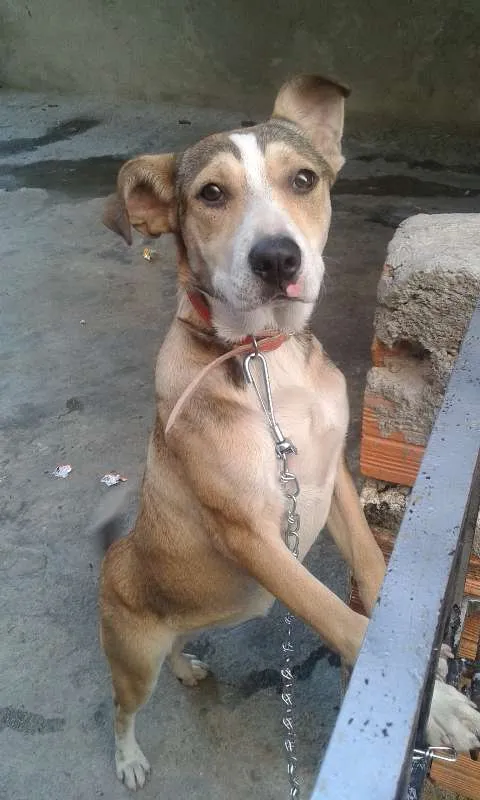 Cachorro ra a viralata idade 7 a 11 meses nome Moana