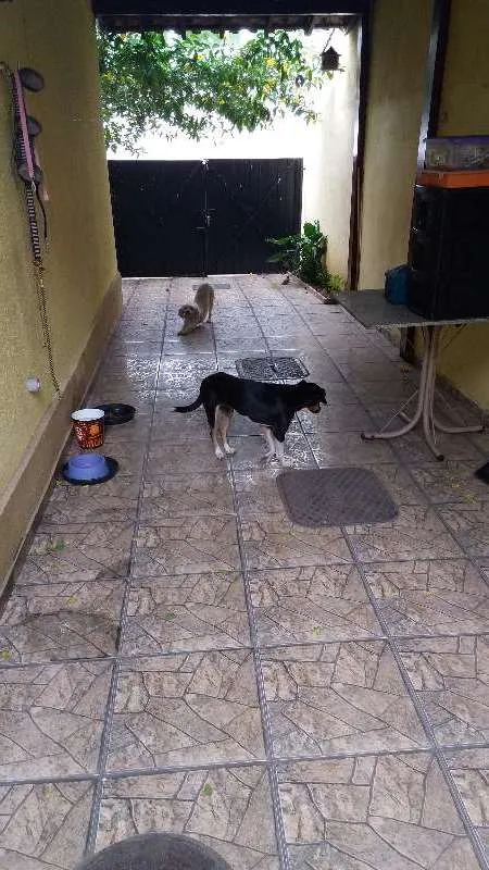 Cachorro ra a Vira lata idade 3 anos nome Mel