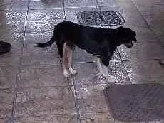Cachorro ra a Vira lata idade 3 anos nome Mel