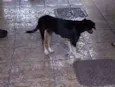 Mel