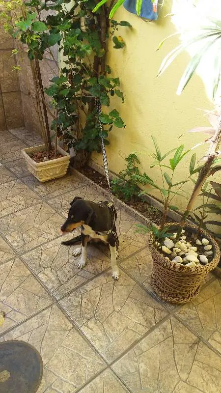 Cachorro ra a Vira lata idade 3 anos nome Mel