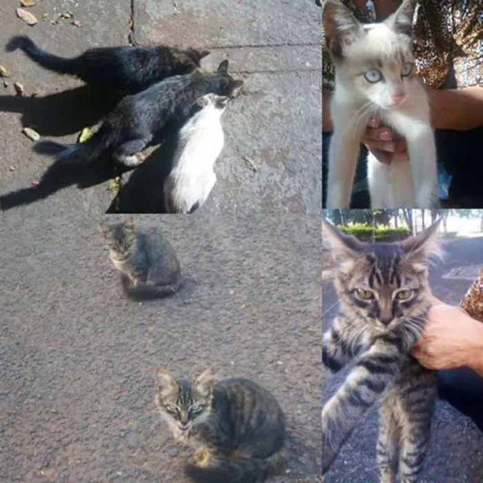 Gato raça não sei idade 2 a 6 meses nome varios