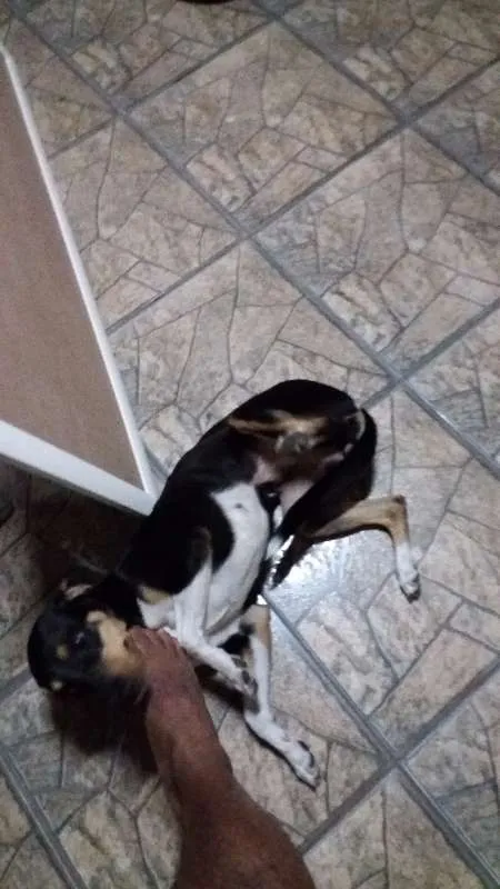Cachorro ra a Vira lata idade 3 anos nome Mel