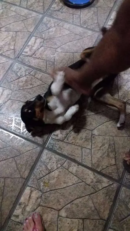 Cachorro ra a Vira lata idade 3 anos nome Mel