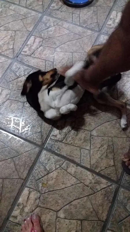 Cachorro ra a Vira lata idade 3 anos nome Mel