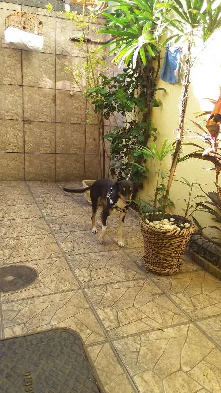 Cachorro ra a Vira lata idade 3 anos nome Mel