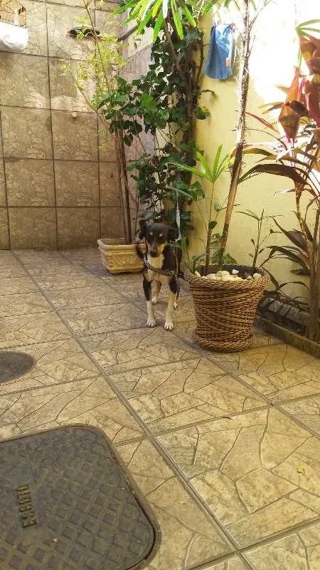 Cachorro ra a Vira lata idade 3 anos nome Mel