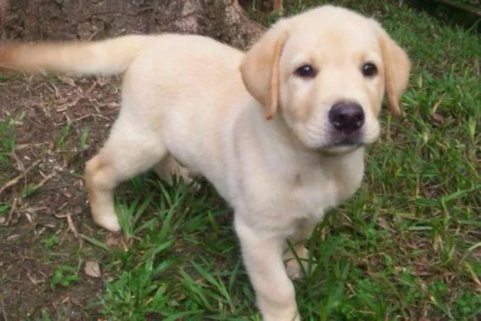 Cachorro ra a Labrador idade Abaixo de 2 meses nome Mirta