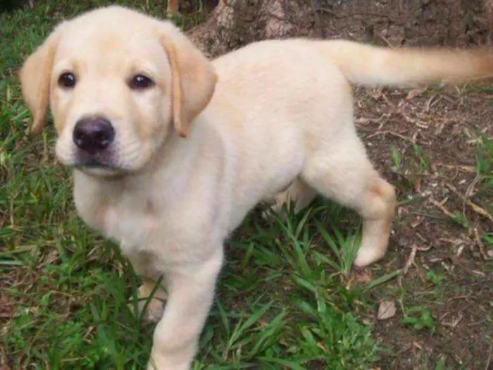 Cachorro ra a Labrador idade Abaixo de 2 meses nome Mirta
