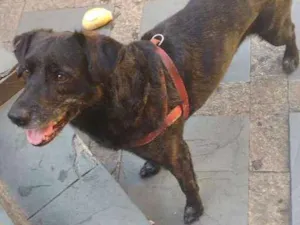 Cachorro raça Sem raça definida idade  nome Não sabemos