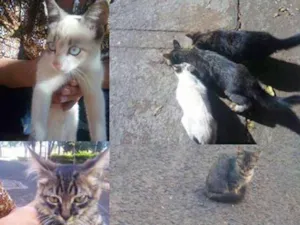 Gato raça não sei idade 2 a 6 meses nome varios