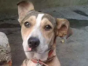 Cachorro raça viralata idade 7 a 11 meses nome Moana