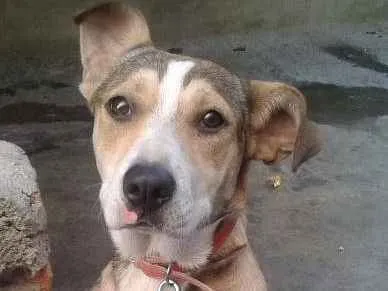 Cachorro ra a viralata idade 7 a 11 meses nome Moana