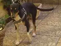 Cachorro ra a Vira lata idade 3 anos nome Mel