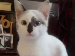 Gato raça SRD idade 2 a 6 meses nome Mia e preta