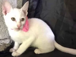 Gato raça SRD idade 2 a 6 meses nome Nina
