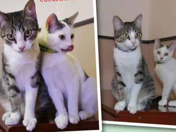 Gato raça SRD idade 2 a 6 meses nome IRIS E ANTONIO