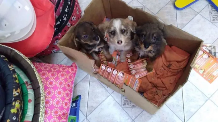 Cachorro ra a  idade Abaixo de 2 meses nome Filhotes