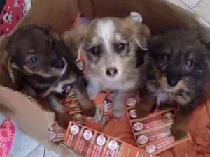 Cachorro raça  idade Abaixo de 2 meses nome Filhotes