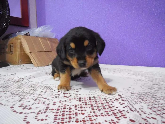Cachorro raça vira lata idade 2 a 6 meses nome a escolher
