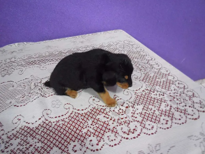 Cachorro raça vira lata idade 2 a 6 meses nome a escolher