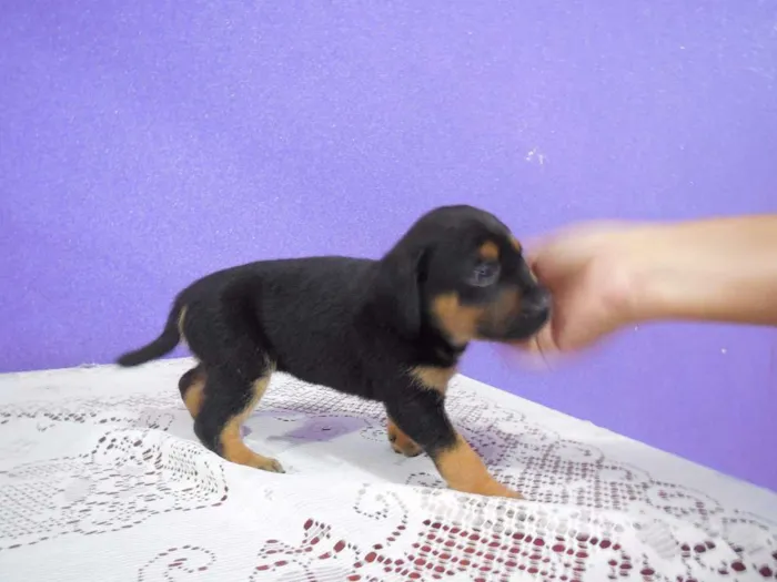 Cachorro raça vira lata idade 2 a 6 meses nome a escolher