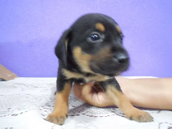 Cachorro raça vira lata idade 2 a 6 meses nome a escolher