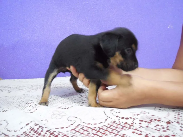 Cachorro raça vira lata idade 2 a 6 meses nome a escolher