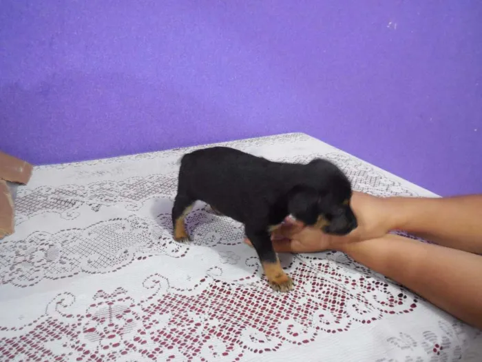 Cachorro raça vira lata idade 2 a 6 meses nome a escolher