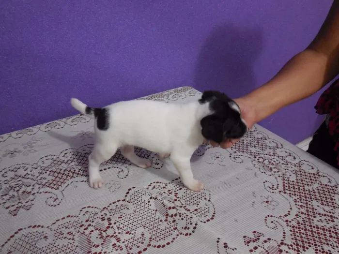Cachorro raça vira lata idade 2 a 6 meses nome a escolher