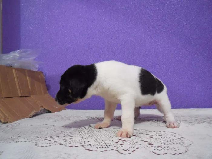 Cachorro raça vira lata idade 2 a 6 meses nome a escolher
