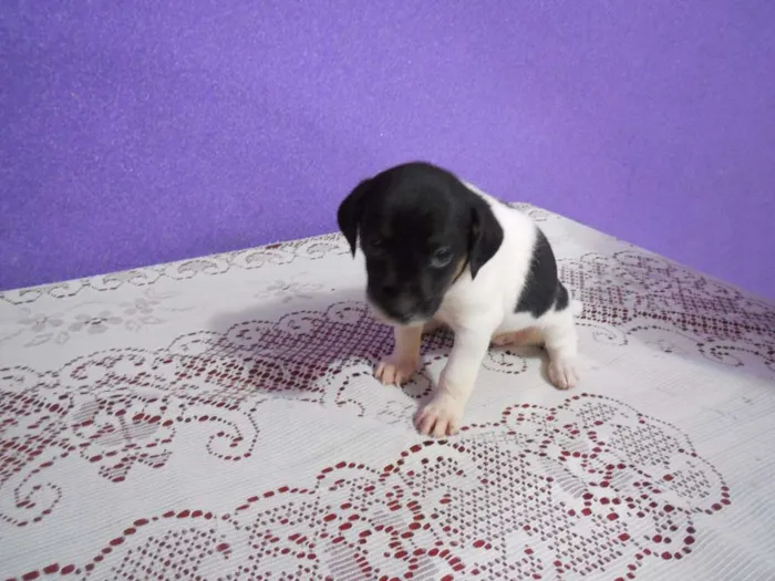 Cachorro raça vira lata idade 2 a 6 meses nome a escolher