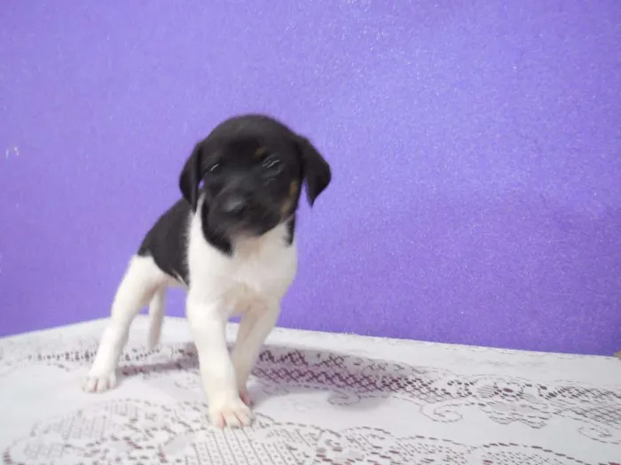 Cachorro raça vira lata idade 2 a 6 meses nome a escolher