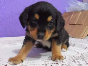 Cachorro raça vira lata idade 2 a 6 meses nome a escolher