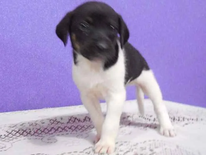 Cachorro raça vira lata idade 2 a 6 meses nome a escolher