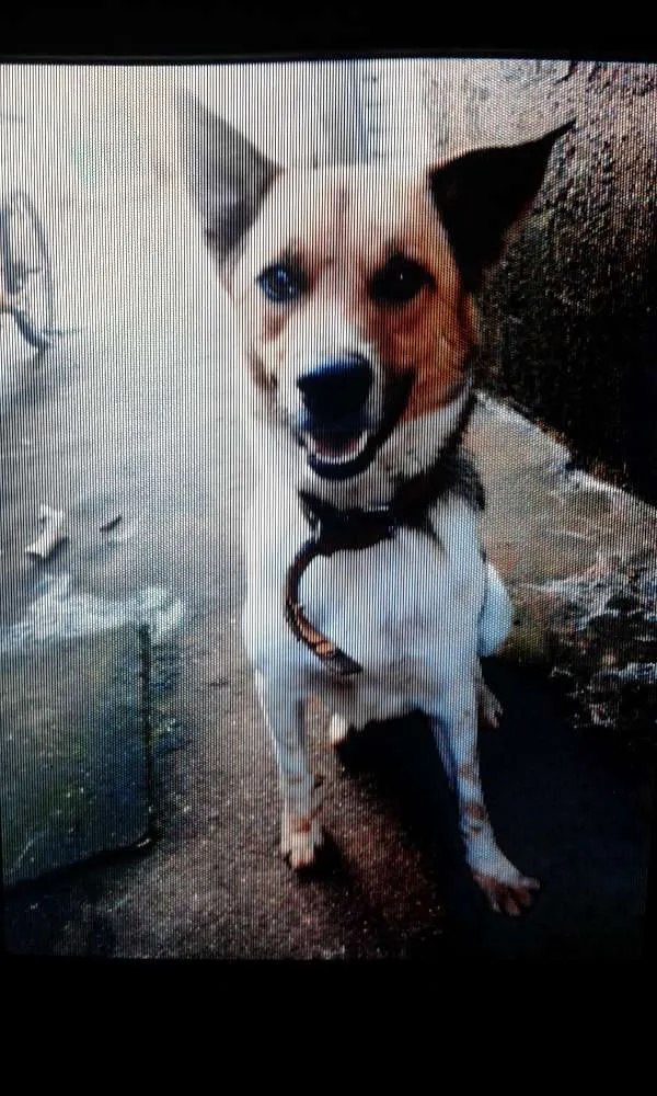 Cachorro ra a capa preta com lavrador  idade 1 ano nome navarro 