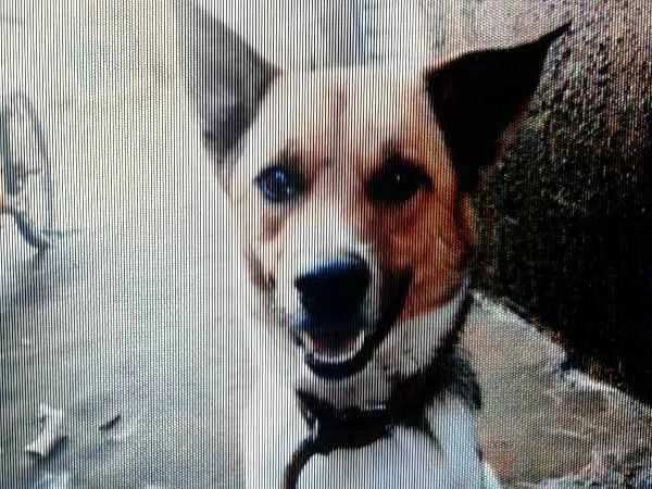 Cachorro ra a capa preta com lavrador  idade 1 ano nome navarro 