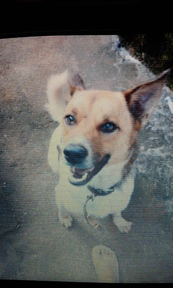 Cachorro ra a capa preta e lavrador  idade 1 ano nome navarro 