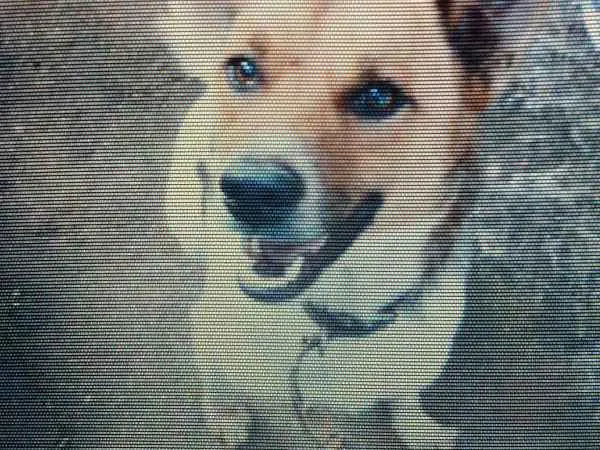 Cachorro ra a capa preta e lavrador  idade 1 ano nome navarro 