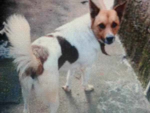 Cachorro ra a capa preta com lavrador  idade 1 ano nome navarro 
