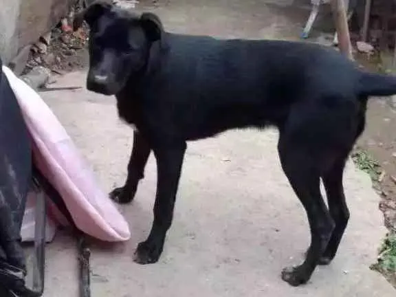 Cachorro ra a Vira lata idade 7 a 11 meses nome Negão