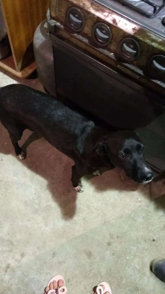 Cachorro ra a Vira lata  idade 6 ou mais anos nome Pipoca 