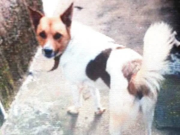 Cachorro ra a capa preta com lavrador  idade 1 ano nome navarro 