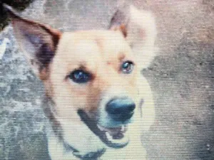 Cachorro raça capa preta e lavrador  idade 1 ano nome navarro 
