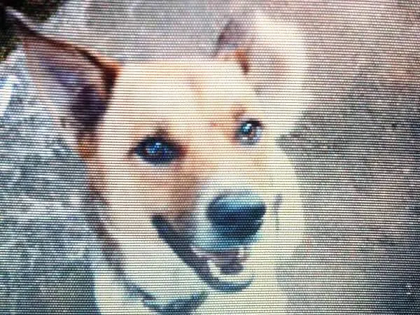 Cachorro ra a capa preta e lavrador  idade 1 ano nome navarro 