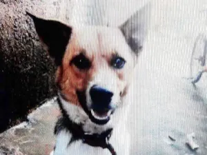 Cachorro raça capa preta com lavrador  idade 1 ano nome navarro 