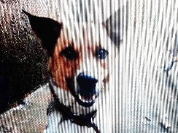 Cachorro ra a capa preta com lavrador  idade 1 ano nome navarro 