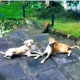 Nala e Bambi